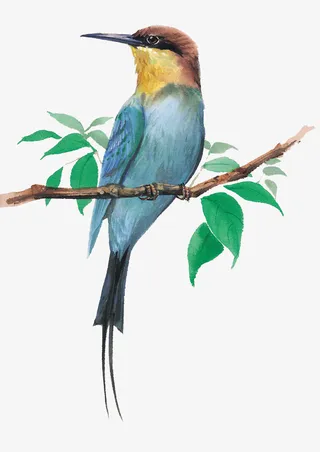 粘在树枝上的鸟免抠