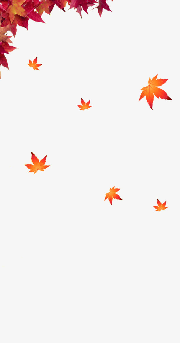 枫叶免抠