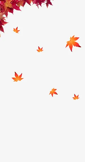 枫叶免抠 枫叶免抠