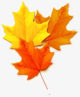 枫叶渐变色纹路免抠