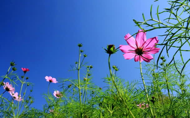 绿色草地上的粉色野花免抠