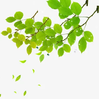 绿叶飘落免抠素材免抠