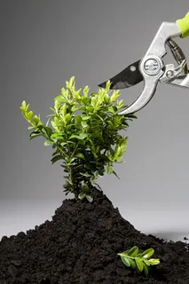 用剪刀修剪绿植图片素材高清