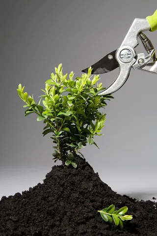 用剪刀修剪绿植图片素材高清