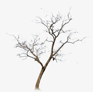 枯树 无叶免抠
