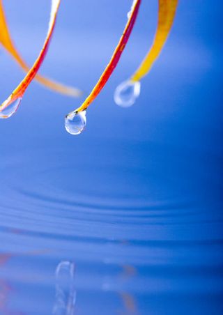 叶子清水清爽背景高清