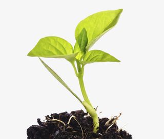 土里冒出的树苗免抠