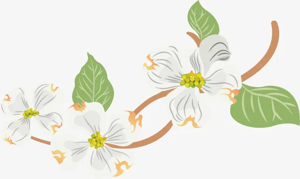 白色美丽春季花藤免抠