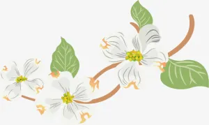 白色美丽春季花藤免抠