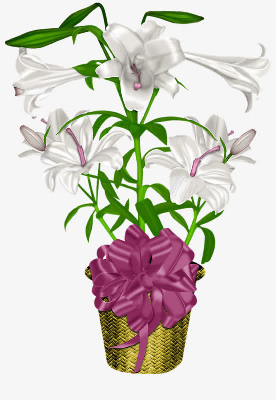 一盆百合花免抠
