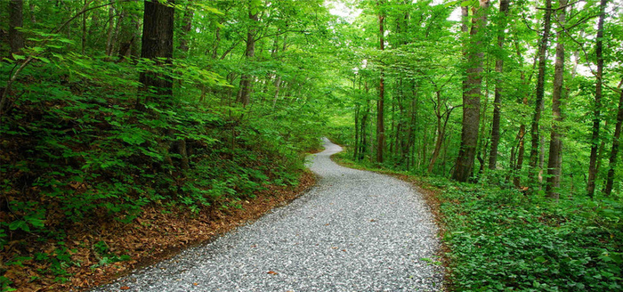 丛林间的小路背景高清
