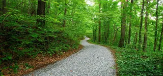 丛林间的小路背景高清