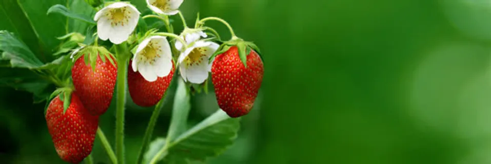 门户网站banner创意设计