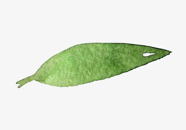 一片竹叶水彩插画免抠