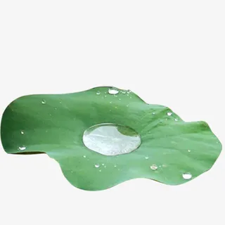 荷叶上的水珠免抠