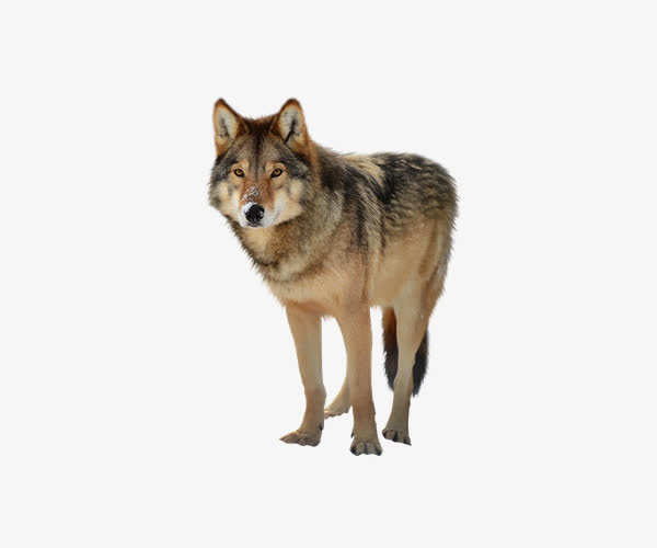 严肃狼狗免抠