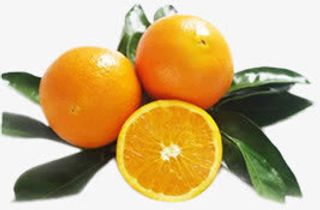 春天橙子水果树叶新鲜免抠
