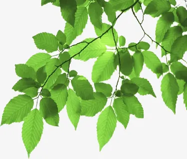 绿色薄荷叶免抠