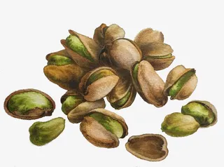 卡通开心果免抠