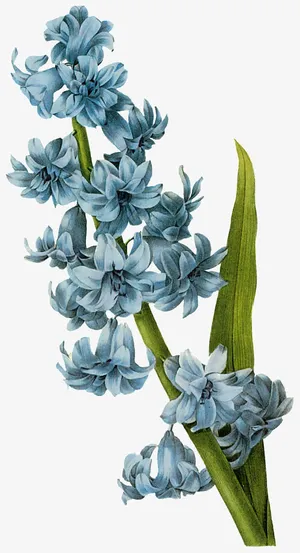 手绘兰花兰花元素免抠