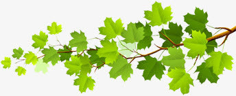 向左伸展的树枝和绿叶免抠