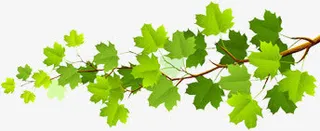 向左伸展的树枝和绿叶免抠