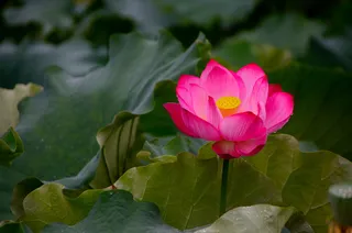 嫣压群芳（荷花）高清