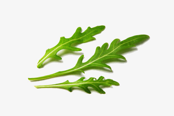 芝麻叶摄影免抠