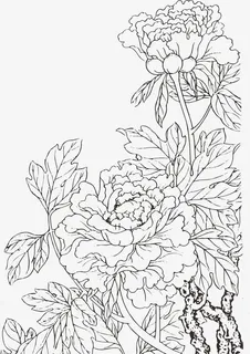 手绘牡丹免抠 手绘牡丹免抠