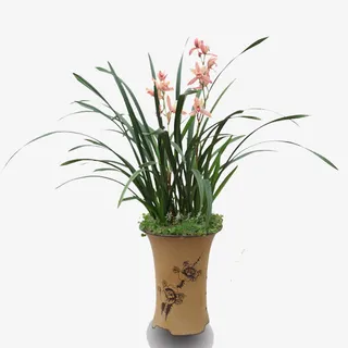 兰花苗 浓香绿植盆免抠