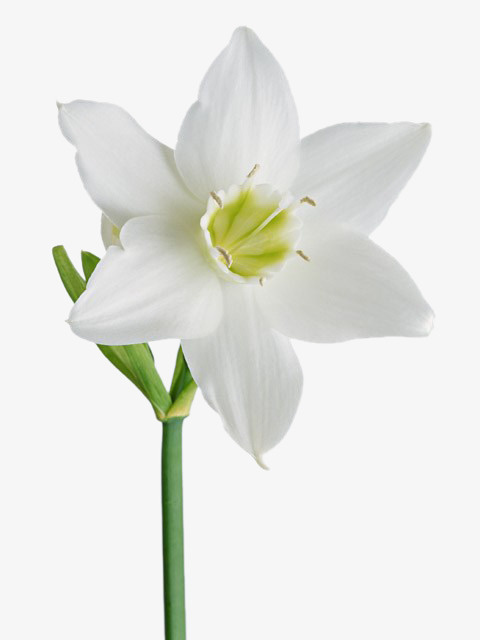 花免抠