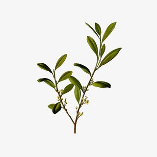 卡通插画绿色栀子花树枝免抠