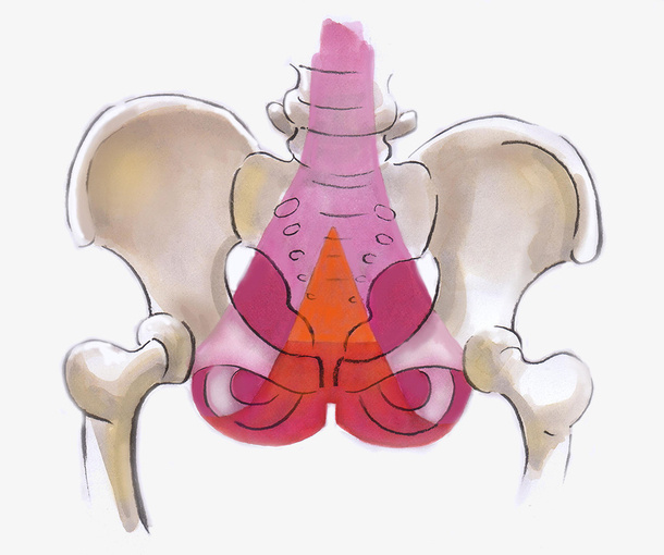 手绘插图骨盆关节免抠