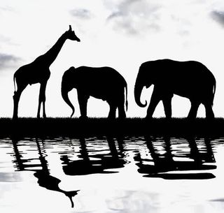 美丽的非洲草原动物剪影免抠