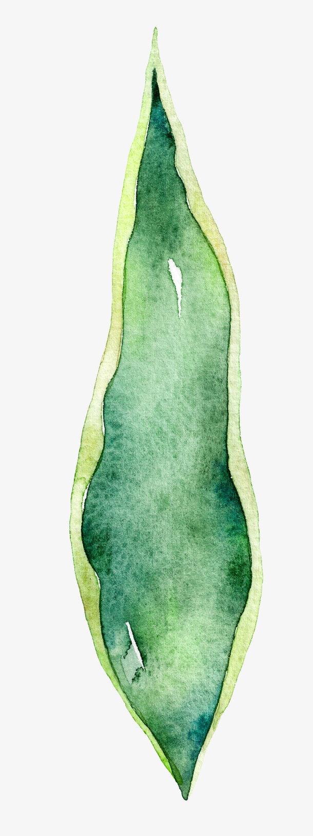 高清免抠手绘水彩花卉叶子素材免抠