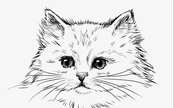 手绘波斯猫头像免抠