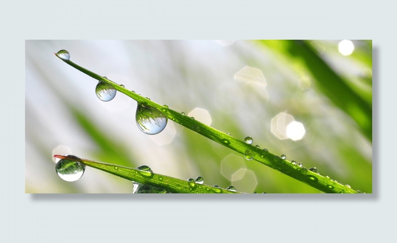 水滴露珠在叶子上高清