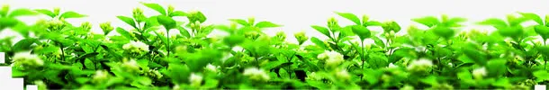 传统端午节绿色花瓣装饰免抠
