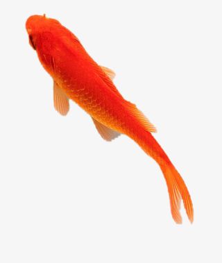 彩色金鱼免抠