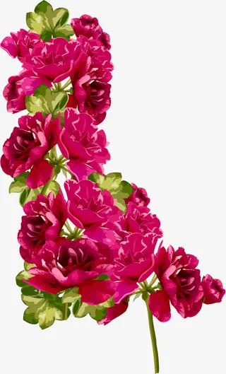 矢量富贵花开边框免抠