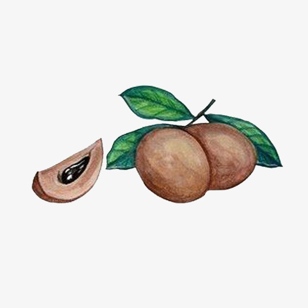 手绘龙眼免抠