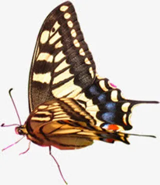 飞舞春天蝴蝶设计免抠装饰动物元素