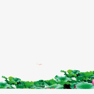 江北夏日荷花盛开素材免抠漂浮叶子元素