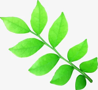 春天手绘绿色水彩树叶装饰免抠