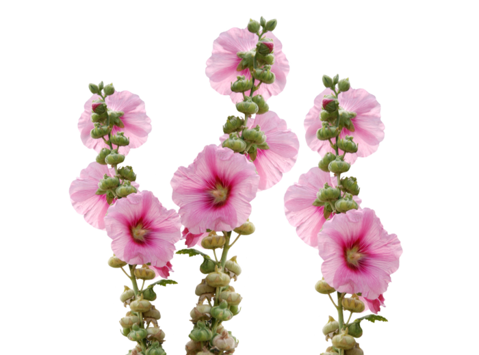 太阳花  花  JPG  PNG高清
