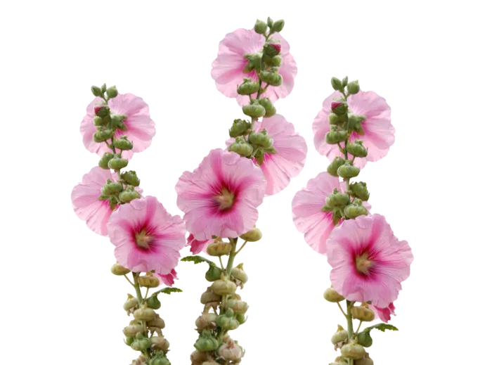 太阳花  花  JPG  PNG高清