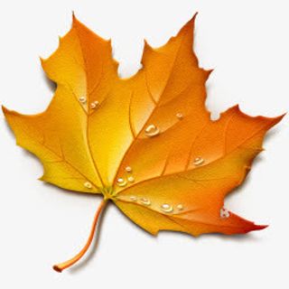 带露珠的枫叶png素材免抠