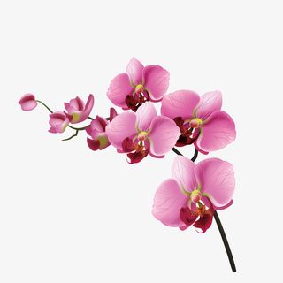 矢量花开蝴蝶兰下载免抠