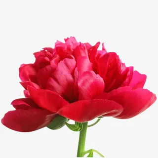 红色情人节鲜花免抠