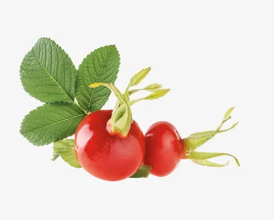 玫瑰果高清植物元素免抠